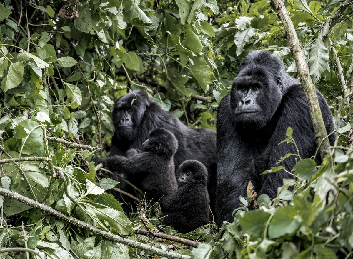 Die Berggorilla-Familie liebt im Nationalpark Virunga.