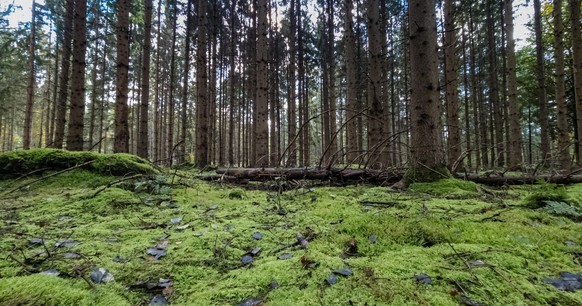 Monokulturen wie dieser Fichtenwald speichern langfristig kaum CO<sub>2</sub>. Peter Wohlleben spricht vielmehr von "ökologischen Wüsten".