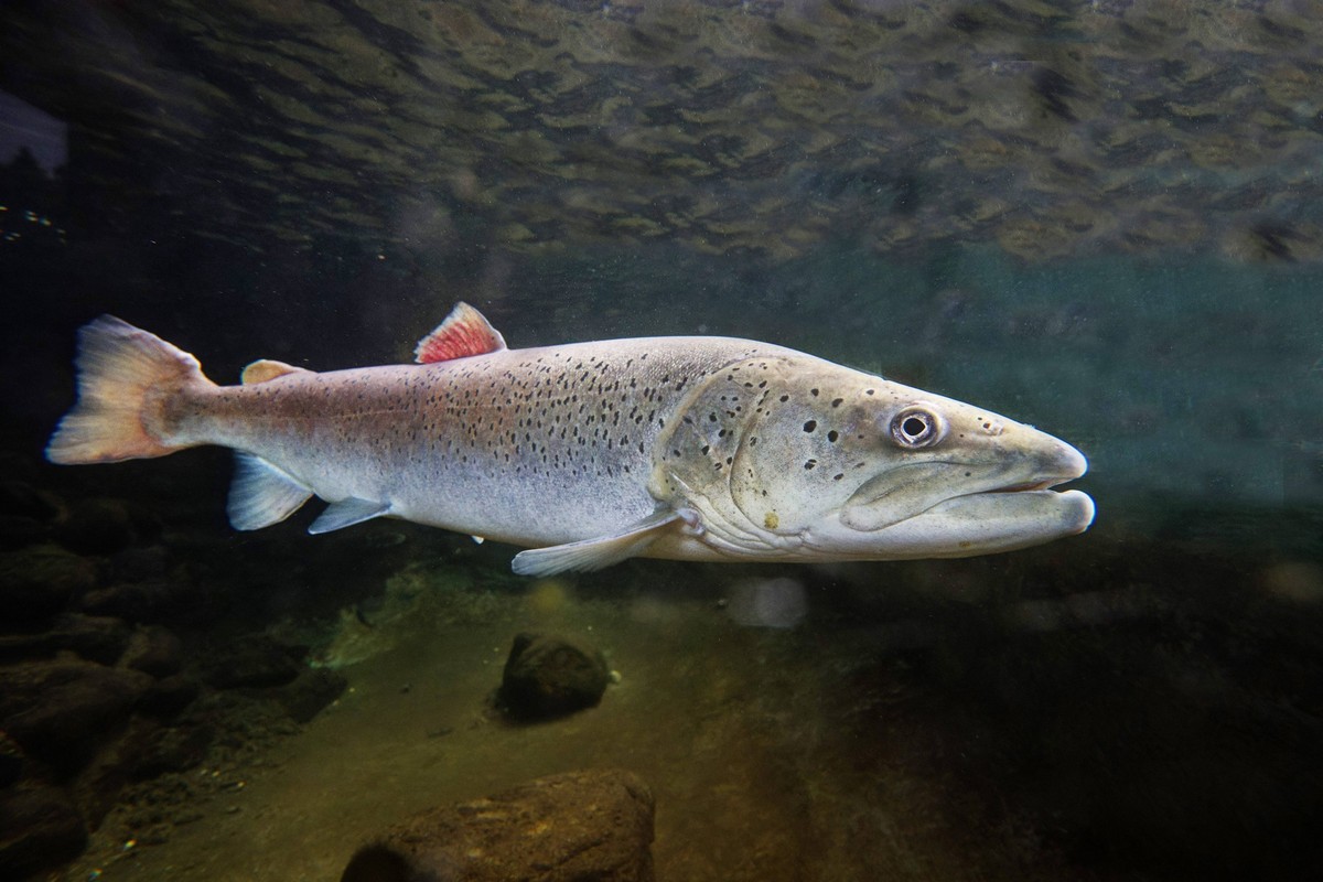 Creative Highlights World Huchen, Donaulachs, Donau-Lachs, Hauch, Rotfisch Hucho hucho, Ganzkoerperansicht, Seitenansicht Danube salmon, huchen Hucho hucho, full-length portrait, side view BLWS718058 ...