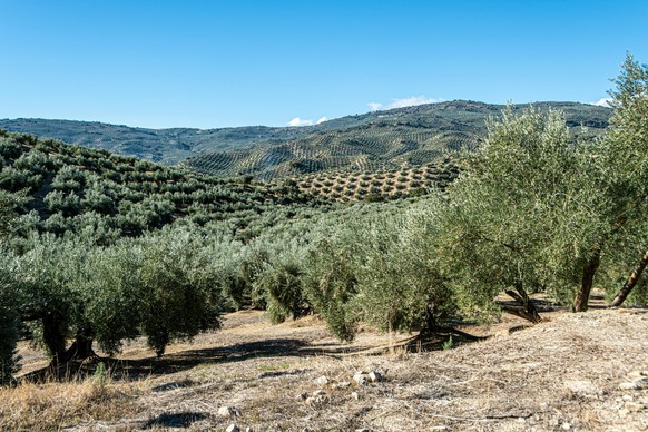Olivenbaum Oliven Olivenöl Olivenhain