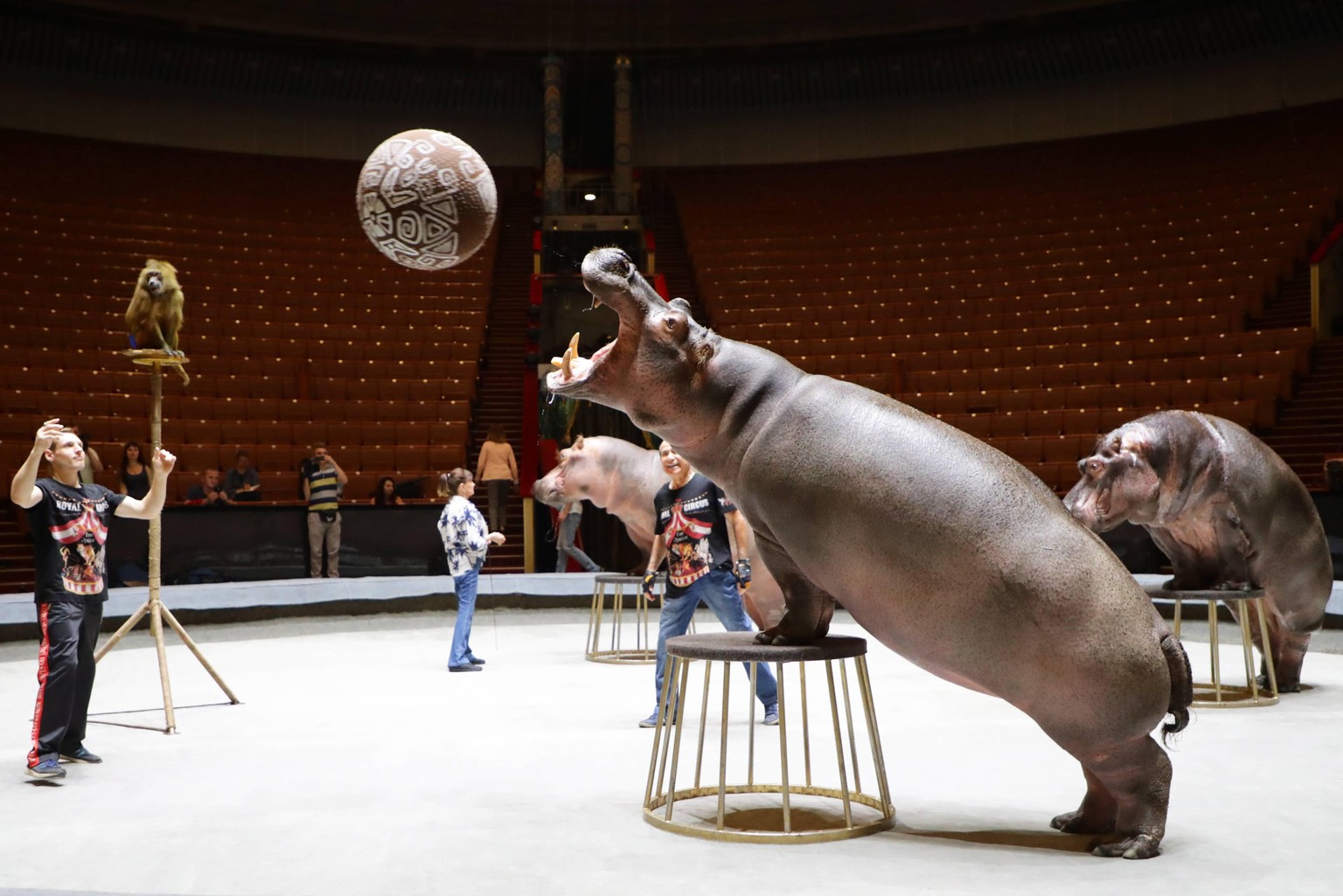 MOSCOW, RUSSIA  JUNE 19, 2019: A hippo during rehearsal of a Sand Tale show at the Grand Moscow State Circus in Prospekt Vernadskogo Street. Vyacheslav Prokofyev/TASS PUBLICATIONxINxGERxAUTxONLY TS0B ...