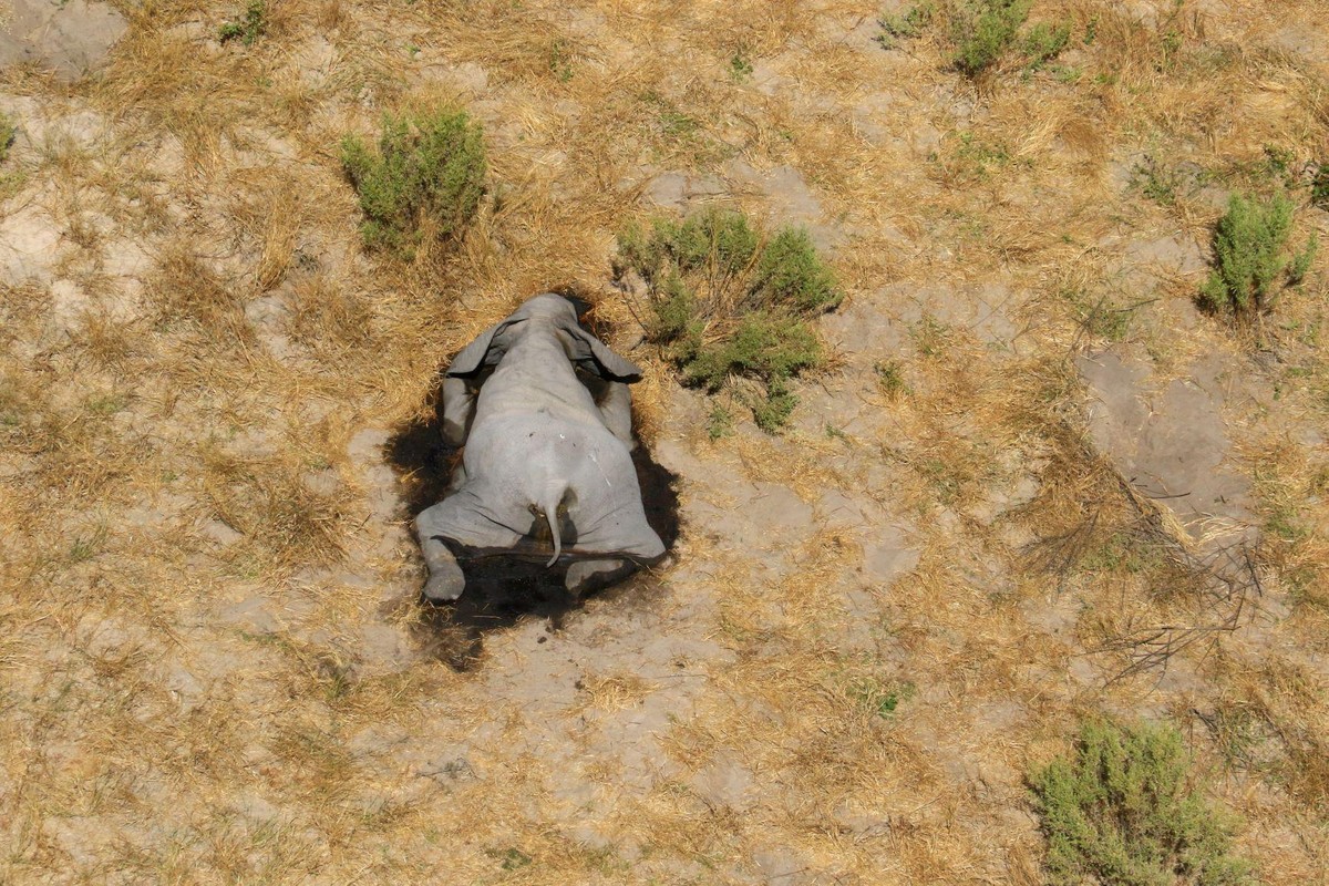 A dead elephant is seen in this undated handout image in Okavango Delta, Botswana May-June, 2020. PHOTOGRAPHS OBTAINED BY REUTERS/Handout via REUTERS ATTENTION EDITORS - THIS IMAGE HAS BEEN SUPPLIED B ...