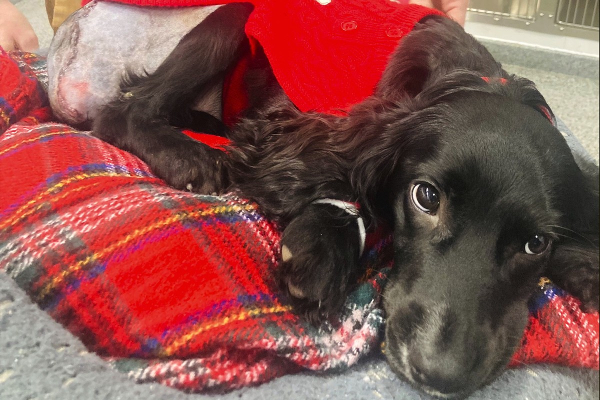 In this image provided by Vicki Black, Ariel after surgery surgery, in Bristol, England, Wednesday, Jan. 17, 2024. A spaniel with six legs that was found abandoned in a supermarket parking lot is now ...