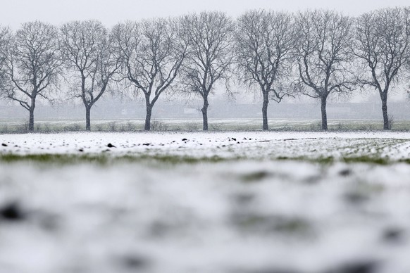 Schneefall um Köln führt zu Unfällen und Stau: Am Mittwoch erlebte das Rheinland einen Wintereinbruch mit Schnee und Glätte. Im Bild ein verschneites Feld mit einer Allee kahler Bäume. Themenbild, Sym ...