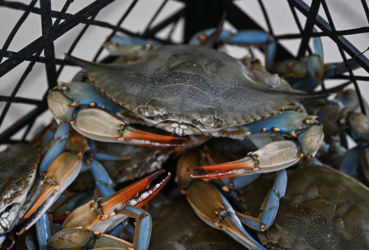Blue crabs of Dalyan Canal in Turkiye s Mugla MUGLA, TURKIYE - JULY 12: Blue crabs caught in Dalyan Canal are seen as they are prepared at Dalyan fishery cooperative DALKO in Mugla, Turkiye on July 12 ...