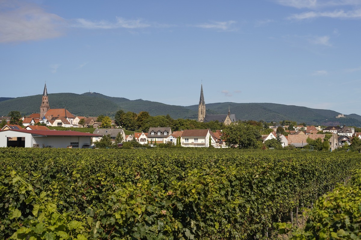 14.09.2023, Rheinland-Pfalz, Edenkoben: Wohnhäuser stehen hinter einem Weinberg, in der Nähe vom Hambacher Schloss. Ein verurteilter Sexualstraftäter wurde aus dem Gefängnis entlassen und stand unter  ...