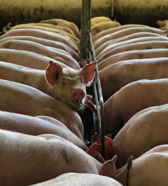 Für ein Kilo Schweinefleisch wird die neunfache Menge an Futter benötigt, noch schlimmer ist es bei Rindern.