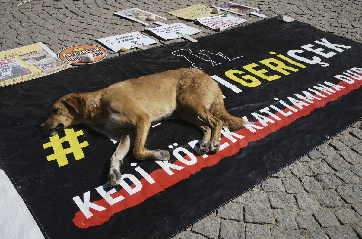 ARCHIV - 29.07.2024, Türkei, Ankara: Ein streunender Hund ruht auf einem Transparent mit der Aufschrift «#Zurückziehen der Gesetzgebung» während einer Demonstration von Tierschützern. (zu dpa: «Tiersc ...