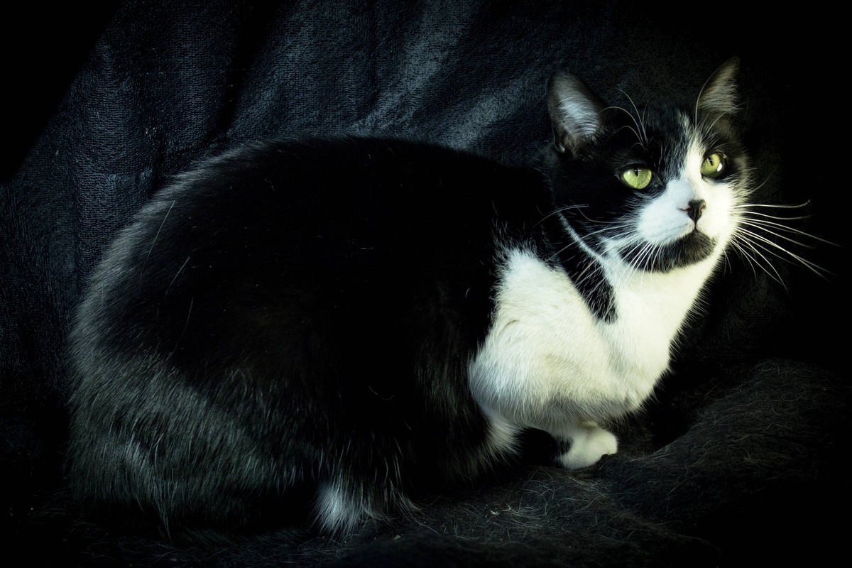 RECORD DATE NOT STATED Black and white cat with feline immunodeficiency , 31710774.jpg, virus, feline, rabies, cat, animal, infectious, domestic, black, respiratory, immunodeficiency, kitten, upper, p ...