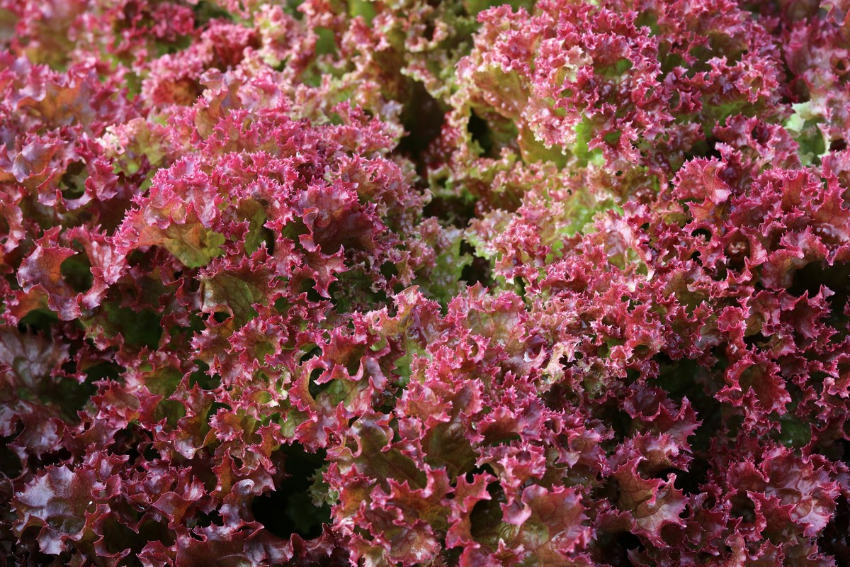 Fresh organic Lollo Rosso Lettuce