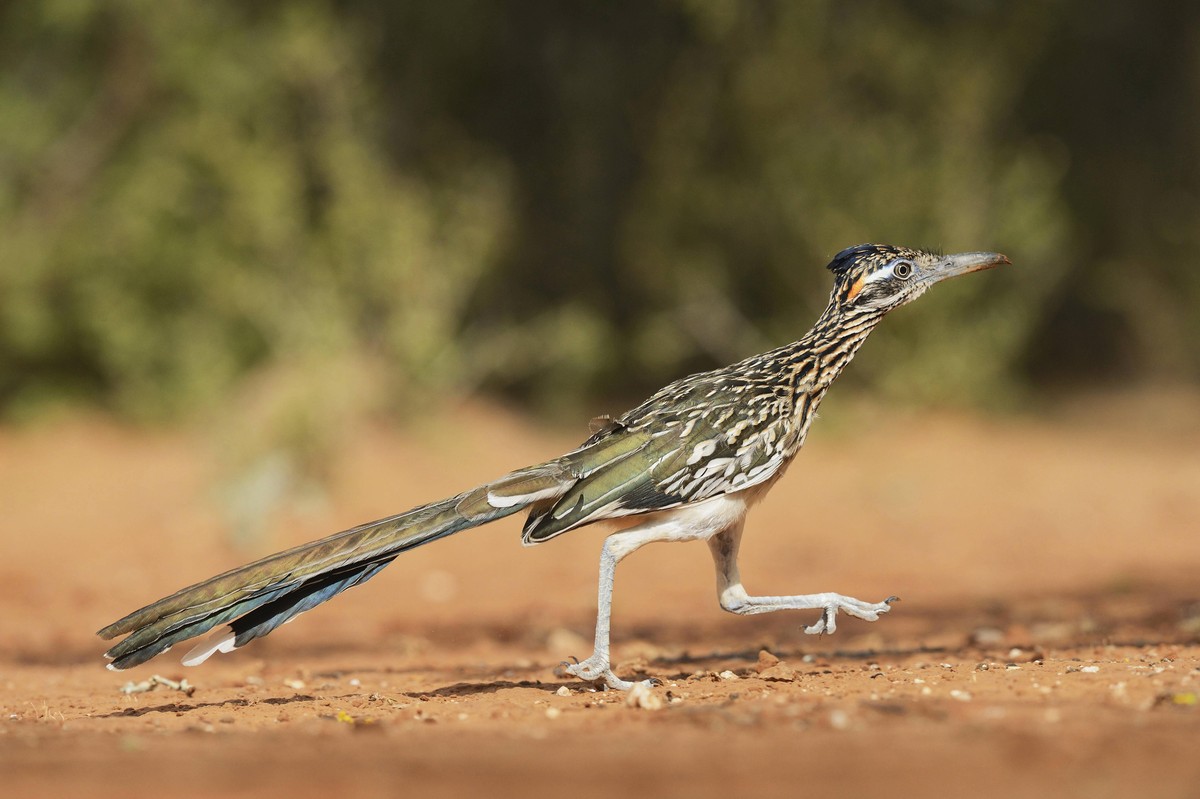 Vorbild für den Roadrunner bei den &quot;Looney Tunes&quot;: Greater roadrunner, Geococcyx californianus.