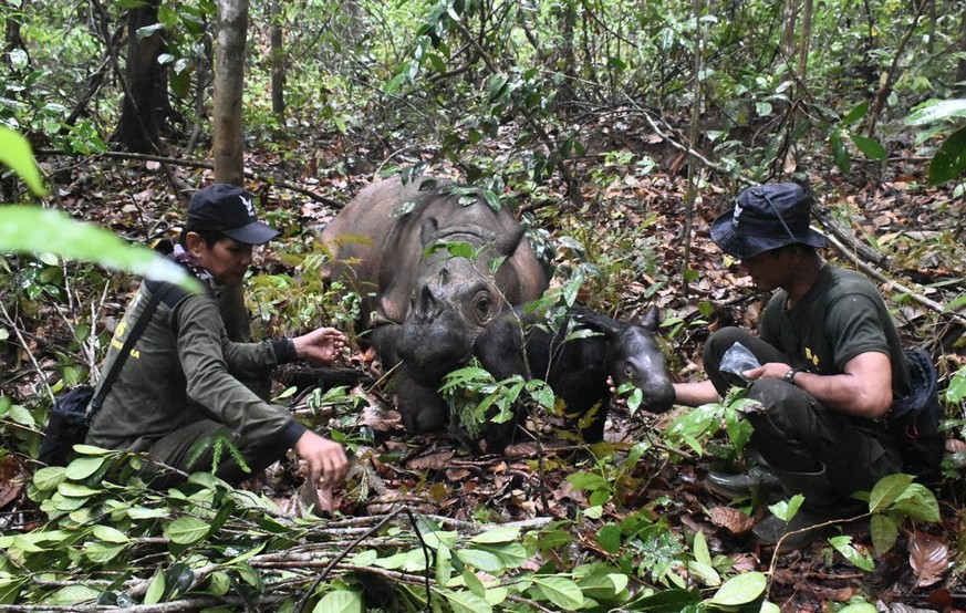 25.11.2023, Indonesien, Way Kambas: Ein noch namenloses männliches Sumatra-Nashorn-Kalb steht neben seiner Mutter Delilah im indonesischen Nationalpark Way Kambas im Osten der Insel Sumatra. Das Mini- ...