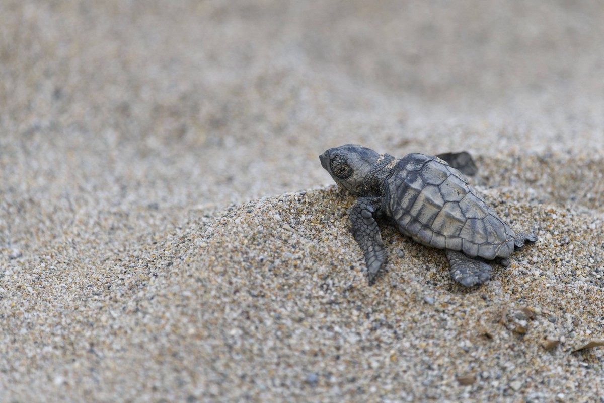 Unechte Karettschildkroete, Caretta, caretta, Loggerhead sea turtle hatching Unechte Karettschildkroete, Caretta, caretta, Loggerhead sea turtle hatching Copyright: xZoonar.com/CHRISTOPHBOSCHGMX.DEx 1 ...
