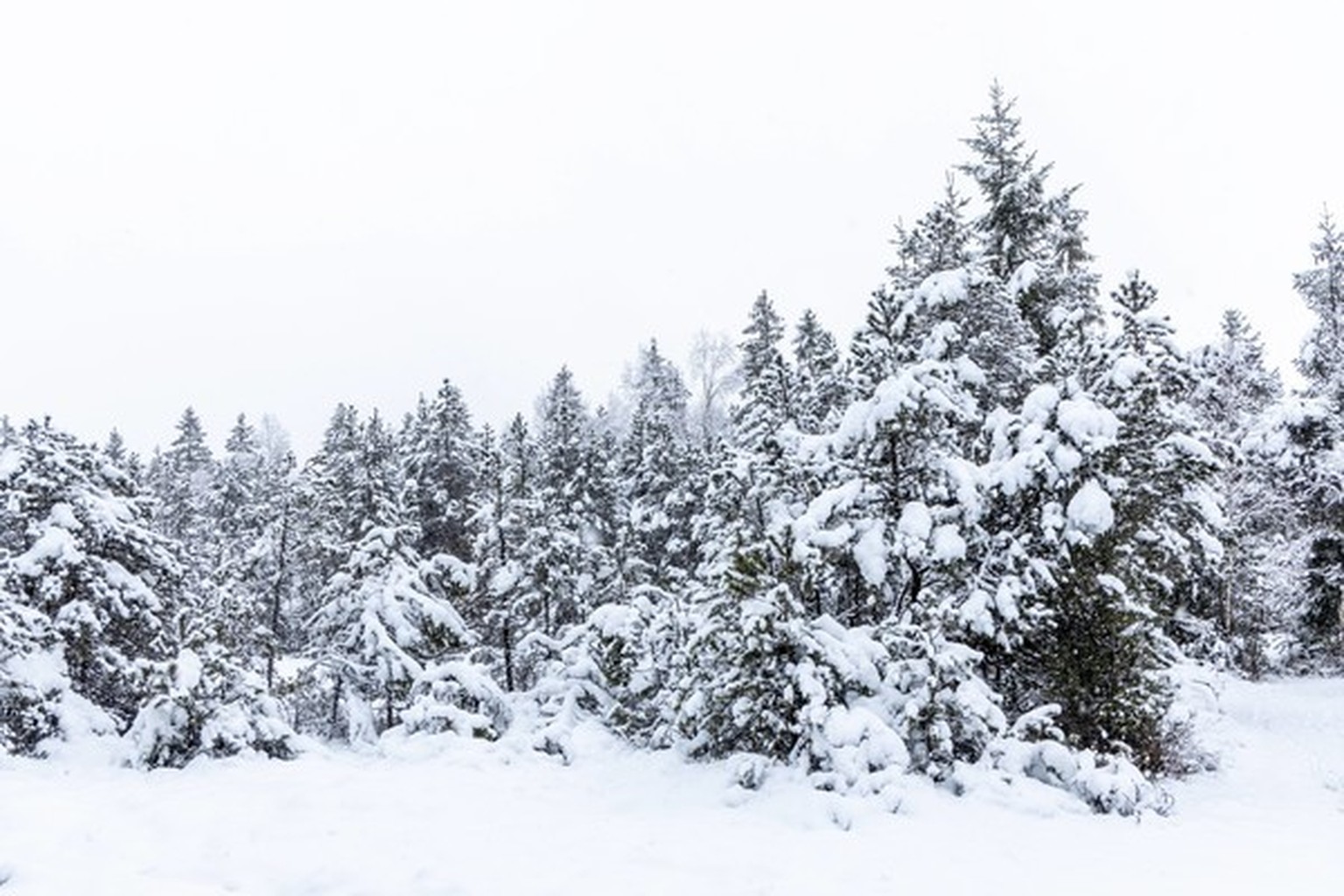 Endlich Der Erste Schnee Kommt Wahrscheinlich Bald Watson