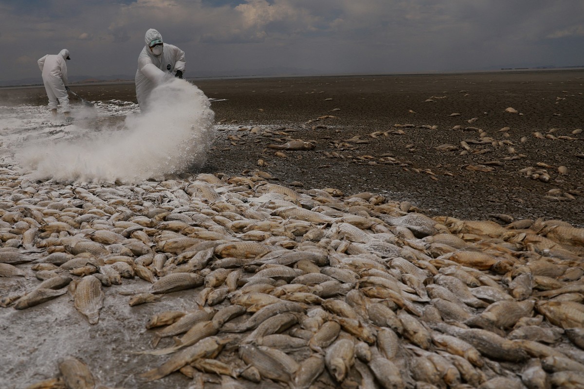 Die Oberfläche der Lagune in Mexiko ist mit toten Fischen bedeckt.