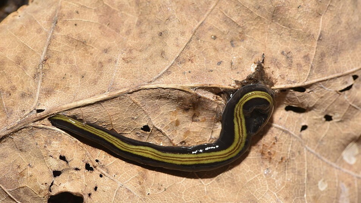 Der australische Strudelwurm sondert giftigen Schleim ab.