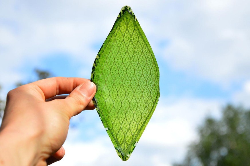 Das Biosolar-Blatt kann Kohlendioxid aufsaugen und Sauerstoff abgeben.