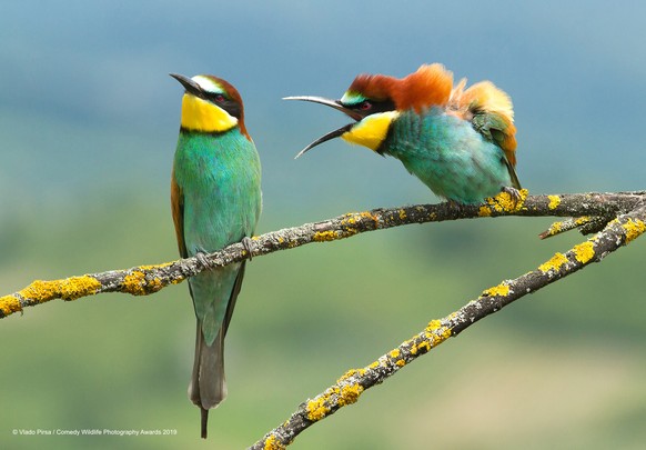 The Comedy Wildlife Photography Awards 2019Vlado PirsaDonja ZdencinaCroatiaPhone: +385989709933Email: fotovulture@gmail.comTitle: Family disagreementDescription: They were taken two birds durin ...