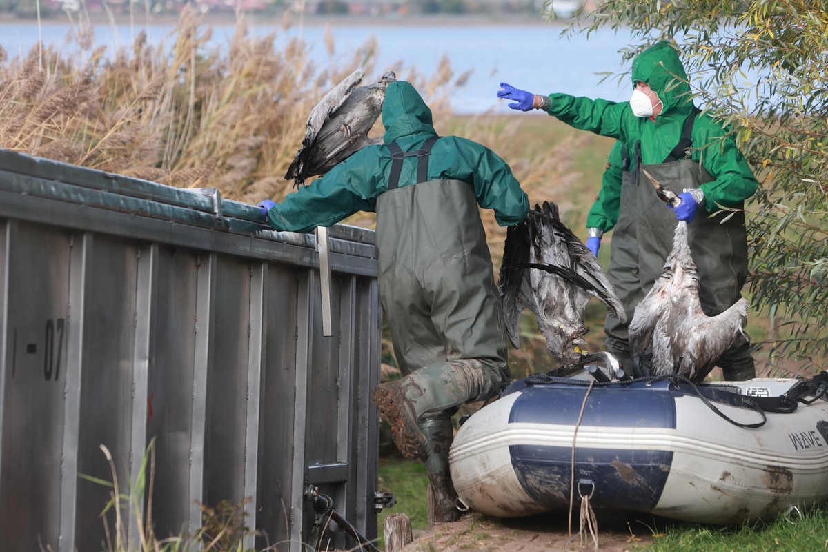 19.10.2025, Thüringen, Kelbra: Einsatzkräfte der Feuerwehr entsorgen verendete Kraniche in einem Container. Am Stausee Kelbra gibt es einen Ausbruch der Vogelgrippe. Foto: Matthias Bein/dpa +++ dpa-Bi ...