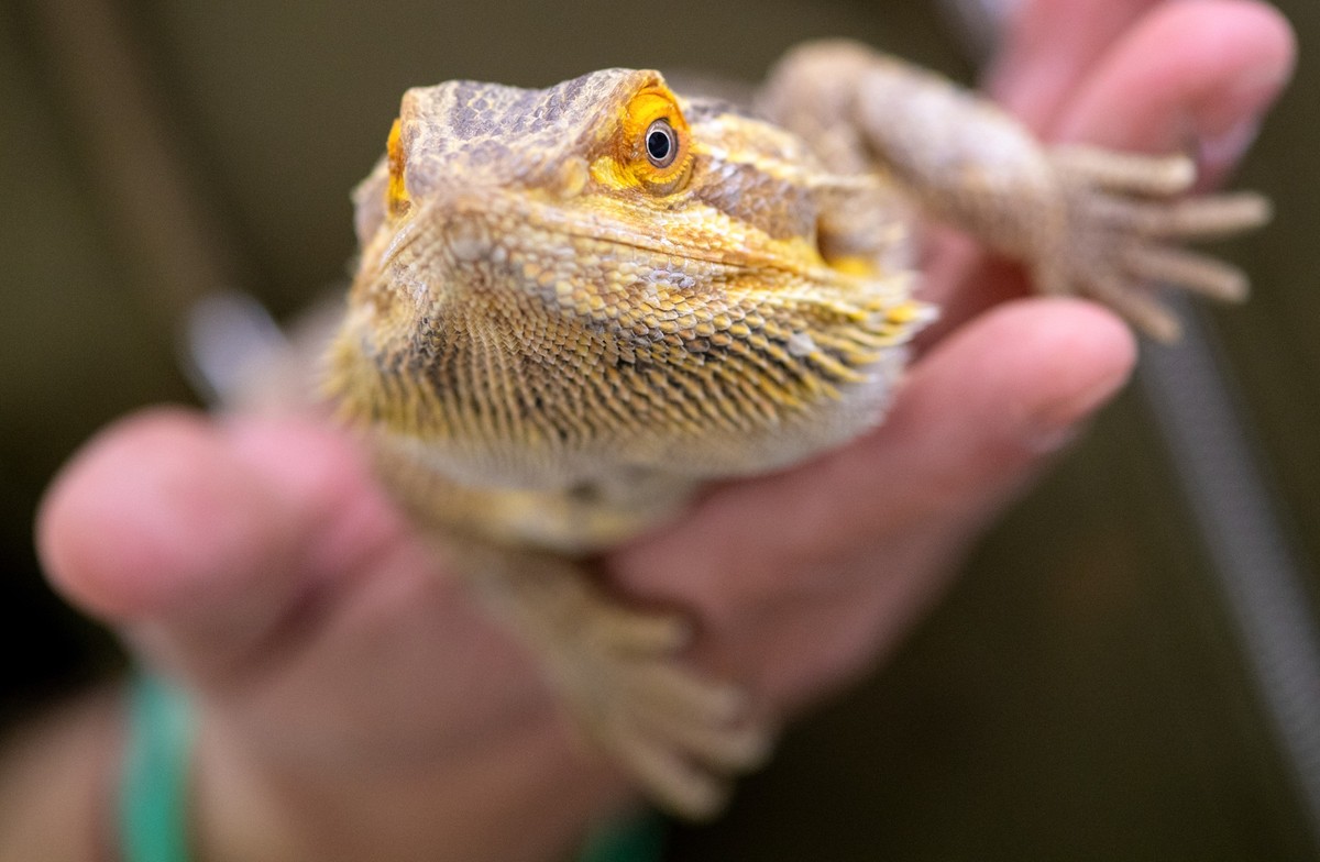 ARCHIV - 21.04.2021, Bayern, M�nchen: Ein Mitarbeiter einer Auffangstation f�r Reptilien h�lt eine Bartagame in den H�nden. Die Bartagame ist vom Zentralverband Zoologischer Fachbetriebe (ZZF) zum ers ...