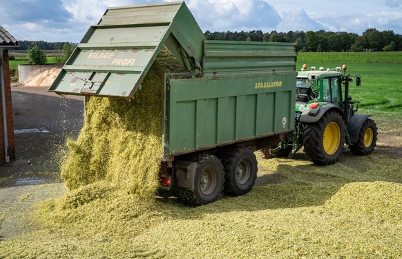 Silomaisernte für Grundfutter eines Rindviehbetriebes. Anlieferung von Silagegut. Ein Anhänger wird direkt am Silagehaufen entleert. Der Silomaishaufen wird am Ende mit einer Folie abgedeckt und luftd ...