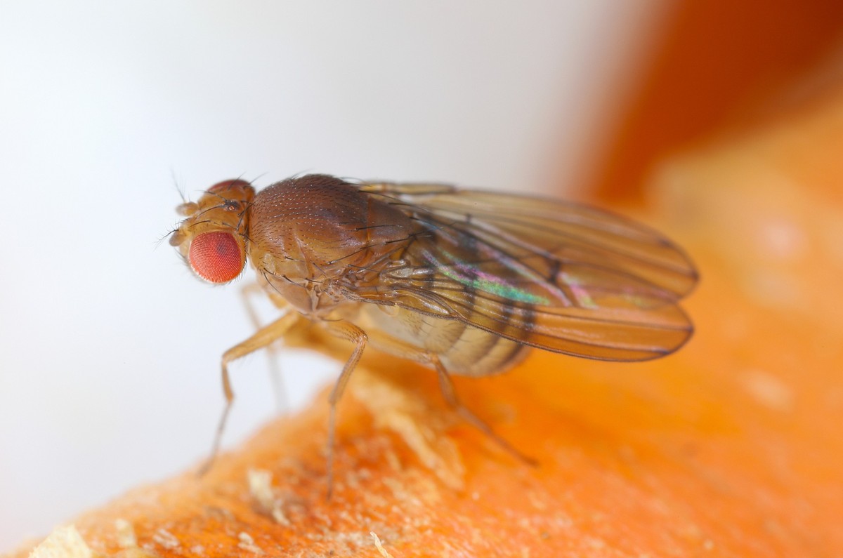 Drosophila melanogaster fruit fly extreme close up macro