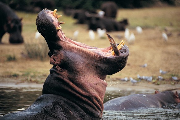 Hippo (Hippopotamus amphibius), Queen Elizabeth Park, Uganda