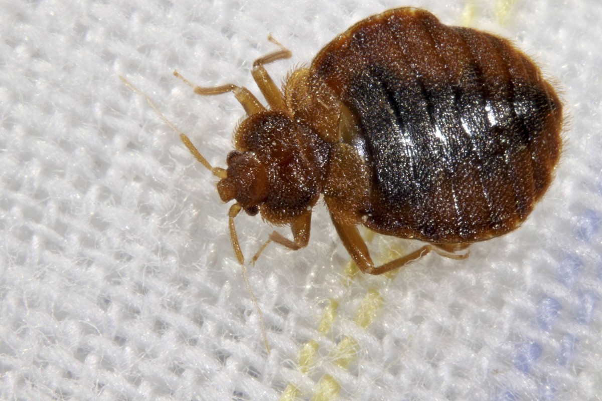 Gemeine Bettwanze, Bettwanze, Bett-Wanze, Hauswanze, Haus-Wanze Cimex lectularius, im Bett Bedbug, Common bedbug, Wall-louse Cimex lectularius, in bed BLWS361462