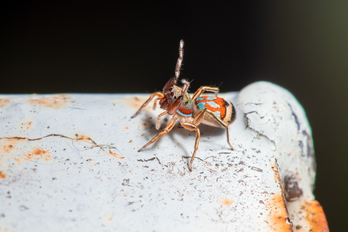 Jump spider in the green garden xkwx peacock spider, africa, animal, arachnid, attractive, background, beautiful, beauty, biology, black, brown, close, closeup, colorful, curious, cute, eye, eyes, fau ...