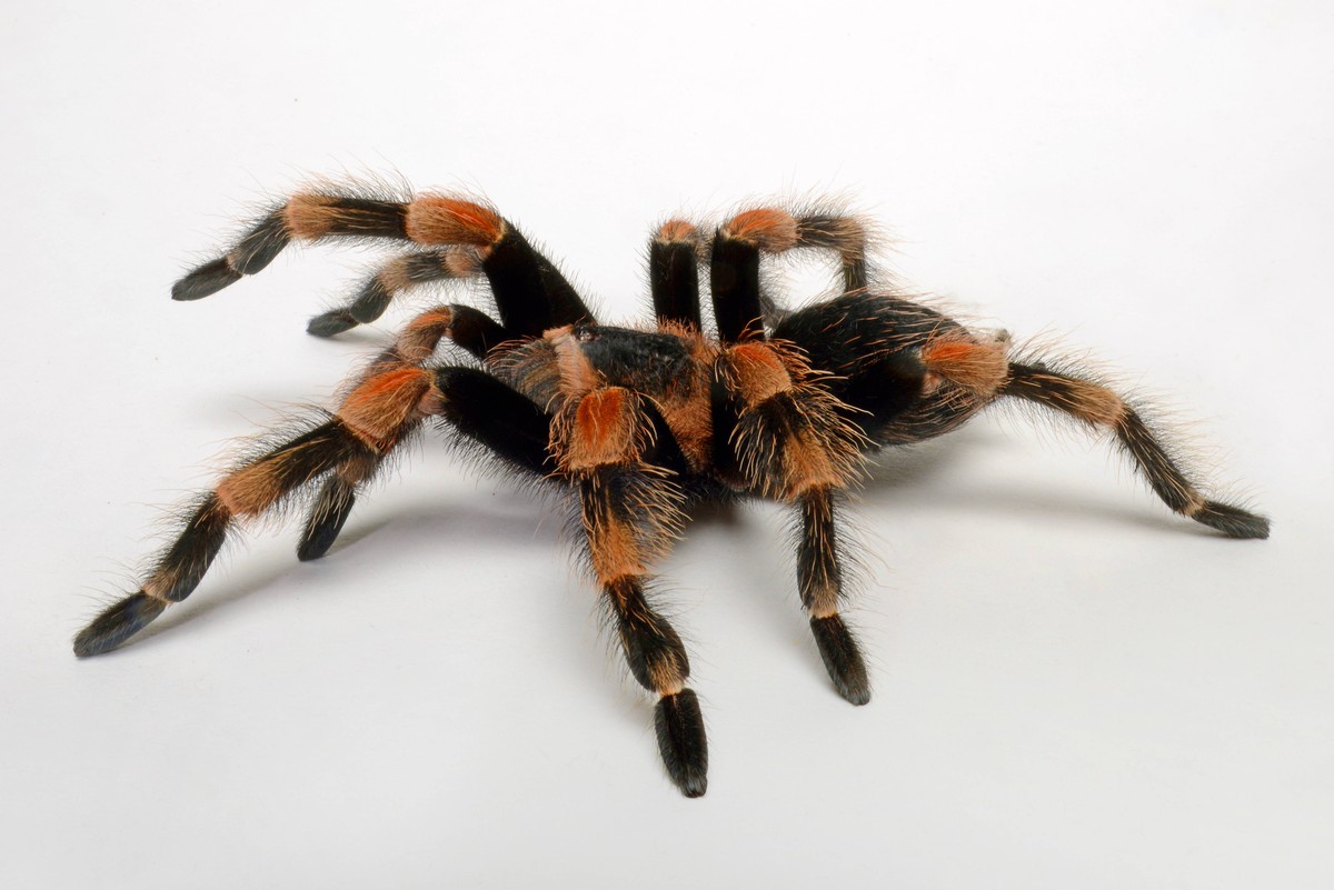 Mexikanische Rotknie-Vogelspinne, Mexikanische Rotknievogelspinne, Rotknie-Vogelspinne, Rotknievogelspinne, Rotfuessige Vogelspinne (Brachypelma smithi), Freisteller, Mexiko Mexican redknee tarantula ...
