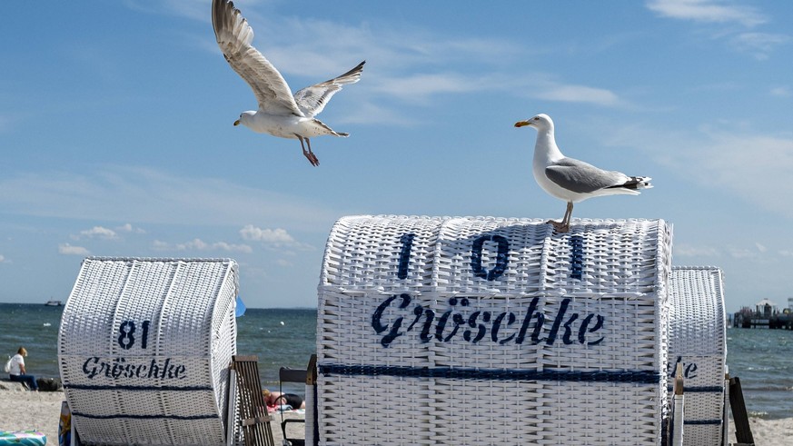 News Bilder des Tages Strand von Grömitz Wirtschaft: Urlaub, Ostsee. Zwei Möwen stehen auf einem der Strandkörbe am Strand des Ostseeortes Grömitz. Das Bundesland Schleswig-Holstein empfängt in der Co ...