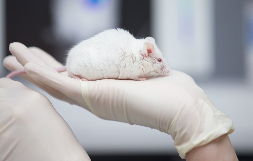ARCHIV - 24.11.2017, ----, ---: Eine wissenschaftliche Mitarbeiterin einer tierexperimentellen Forschungseinrichtung hat eine Maus in der Hand. F