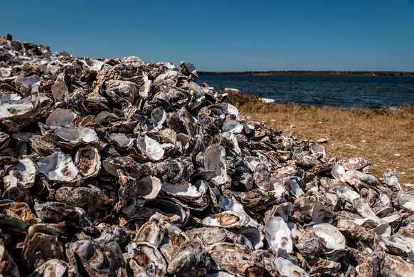 heap of oyster shells at the seaside