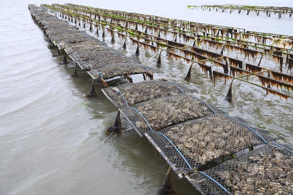 Pazifische Felsenauster (Crassostrea gigas), Sylter Royal, auf Stellagen bei Ebbe im Watt, Sylt, nordfriesische Inseln, Nordfriesland, Schleswig-Holstein, Deutschland, Europa *** Pacific rock oyster C ...