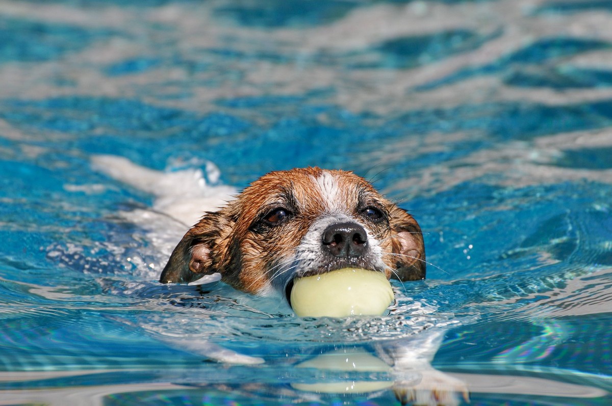 Hund, Hunde, Sommer 25.07.2024, Linz, AUT, Hund, Hunde, im Bild Hund, Hunde, Sommer, Wasser Oberoesterreich *** dog, dogs, summer 25 07 2024, Linz, AUT, dog, dogs, in picture dog, dogs, summer, water ...