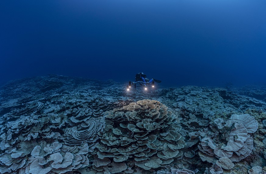 Handout photo - A deep sea exploration project called 1 Ocean, partnering with UNESCO and researchers from CRIOBED and led by Alexis Rosenfeld, an underwater photographer from Marseille has discovered ...