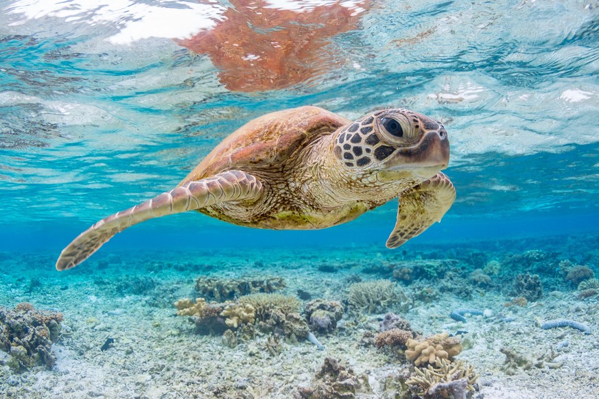 Beautiful Underwater photography of a Green Turtle