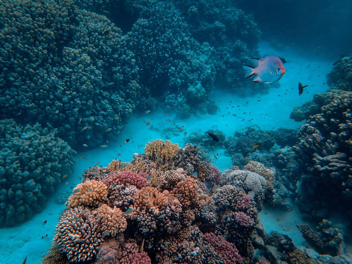 Foto von Francesco Ungaro: https://www.pexels.com/de-de/foto/fisch-unter-wasser-3154150/