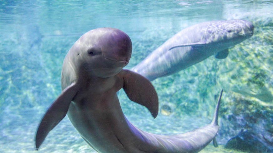 Der Schweinswal sieht fast aus wie ein Delfin. Ihm fehlen aber die spitze Schnauze und die Rückenflosse.