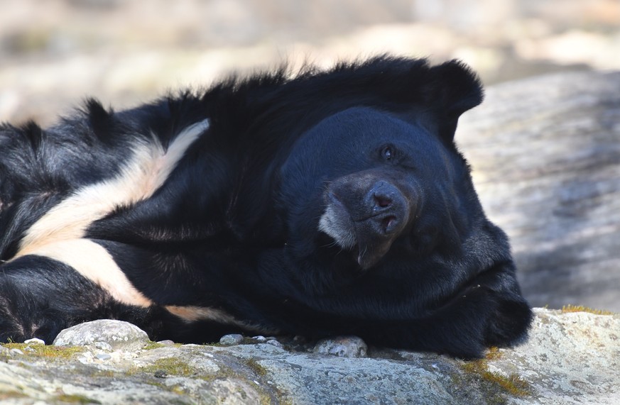 Kragenbär Mike wurde heute erschossen – das ist seine Geschichte 