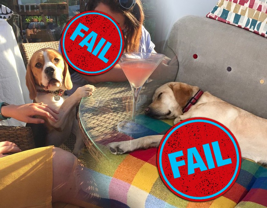 13 Hunde, die nur für eine Aufgabe gezüchtet wurden – und kläglich versagten