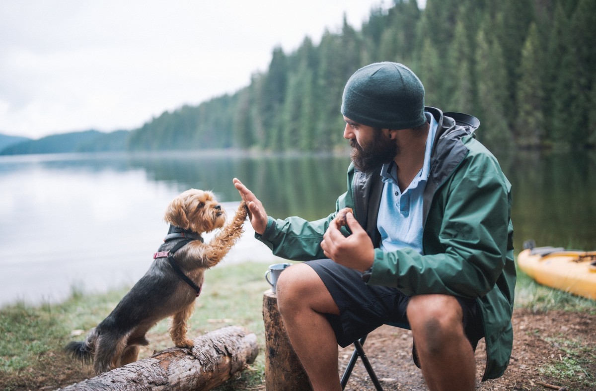 Cute little terrier dog giving high five to his owner at a camping