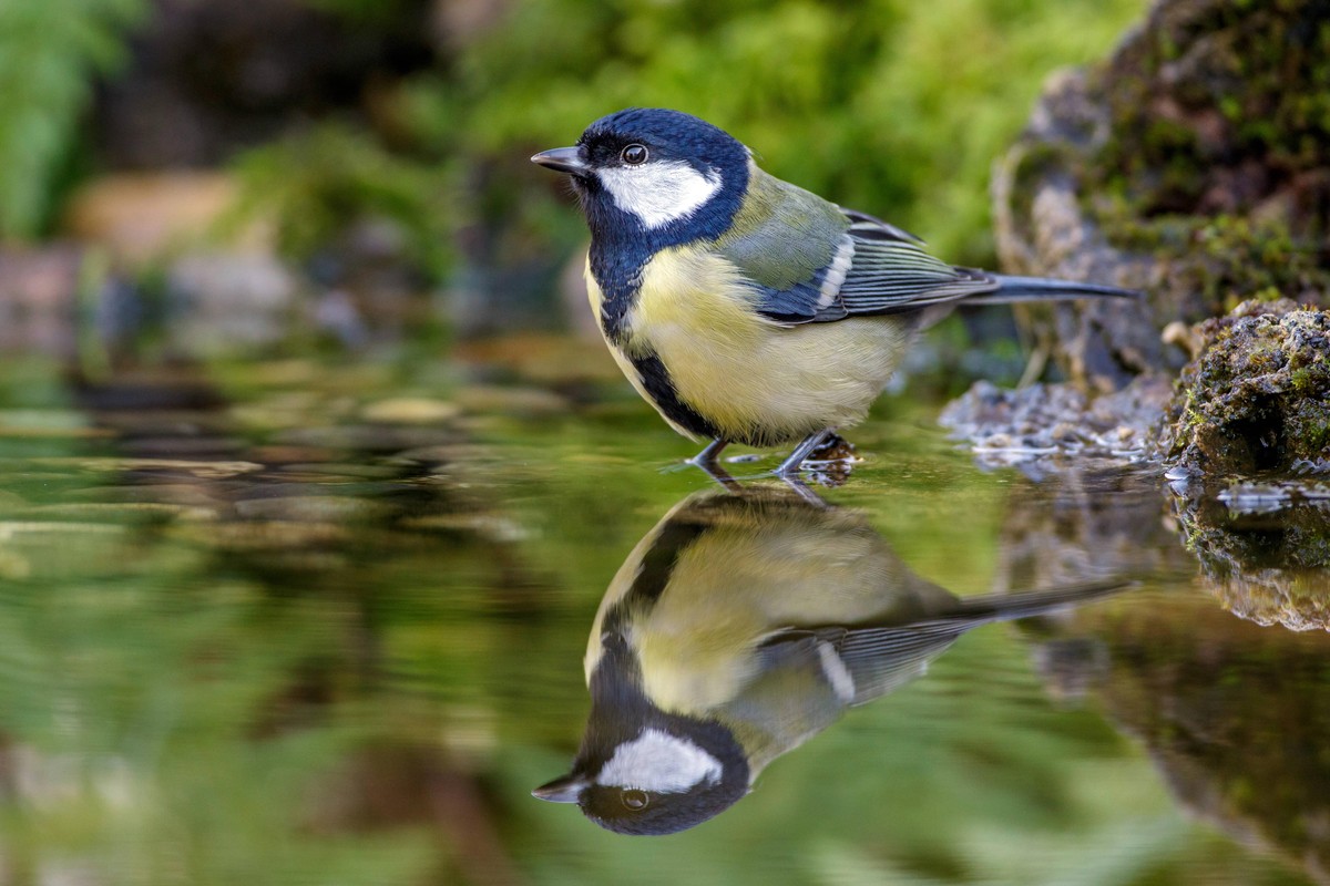 Kohlmeise parus major badend McPRMU *** Great Tit parus major bathing McPRMU McPRMU
