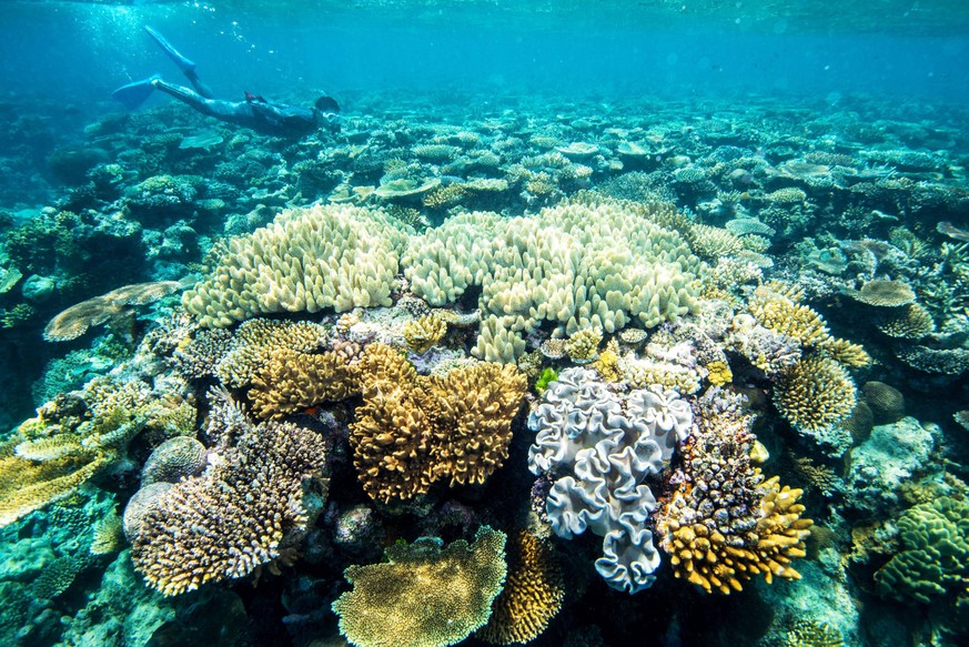 Korallen pflanzen sich eigentlich fort, indem sie zeitgleich Spermien und Eier freisetzen.