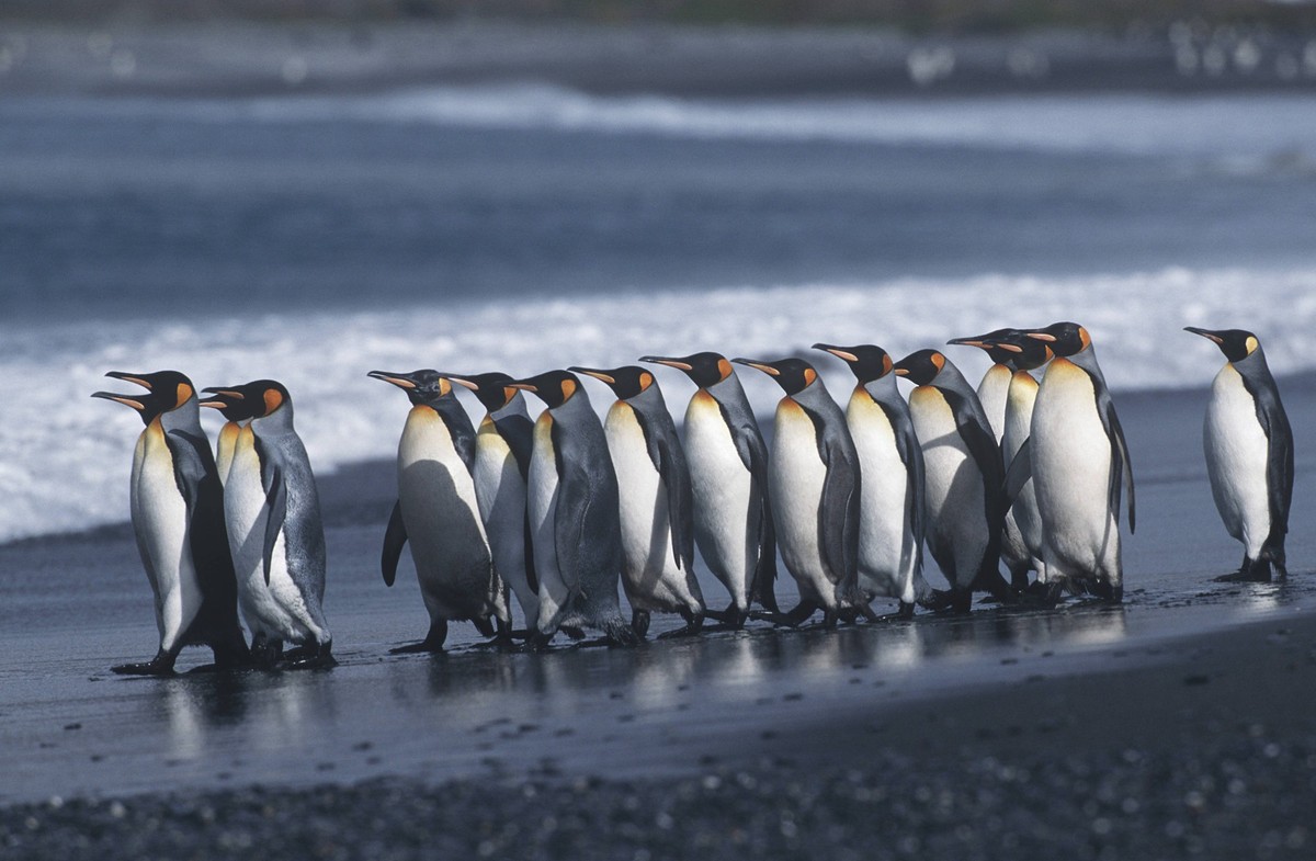 UK South Georgia Island colony of King Penguins marching on beach side view , 10038332.jpg, nobody, outdoors, day, side view, full length, walking, small group of animals, nature, animals in the wild, ...