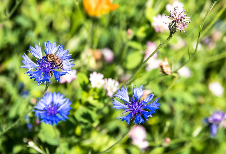 aperture 9.5, shutter speed 1/250 sec, focal length 105 mm, ISO 200, UV filter, sun visor, Astern-like, asterales, Daisy family, Asteraceae,
Carduoideae, Cynareae, Centaurea, Cornflower, Centaurea cya ...