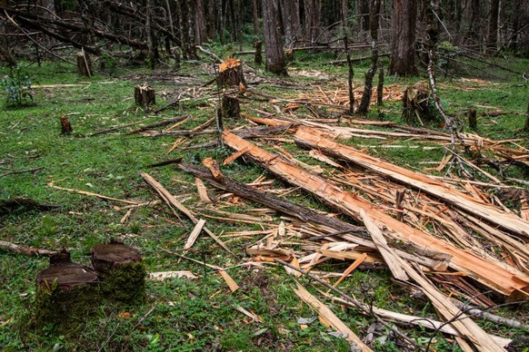 NAKURU, KENYA - 2021/12/31: View of indigenous trees felled and split by illegal loggers in the forest.
Illegal logging of mainly endangered indigenous trees in protected forests remains rampant in Ke ...