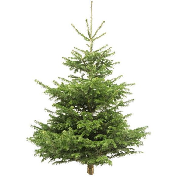 Wie wäre es dieses Jahr mit einem nachhaltigen Weihnachtsbaum? Bild: toom
