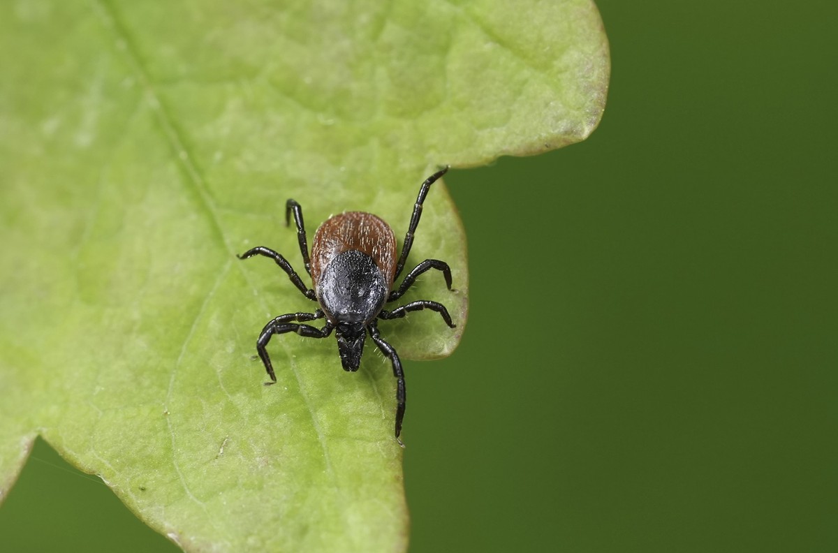 Natural detailed closeup on a castor bean tick, Ixodes ricinus a pest species that can transmit Lyme disease and tick-borne encephalitis.