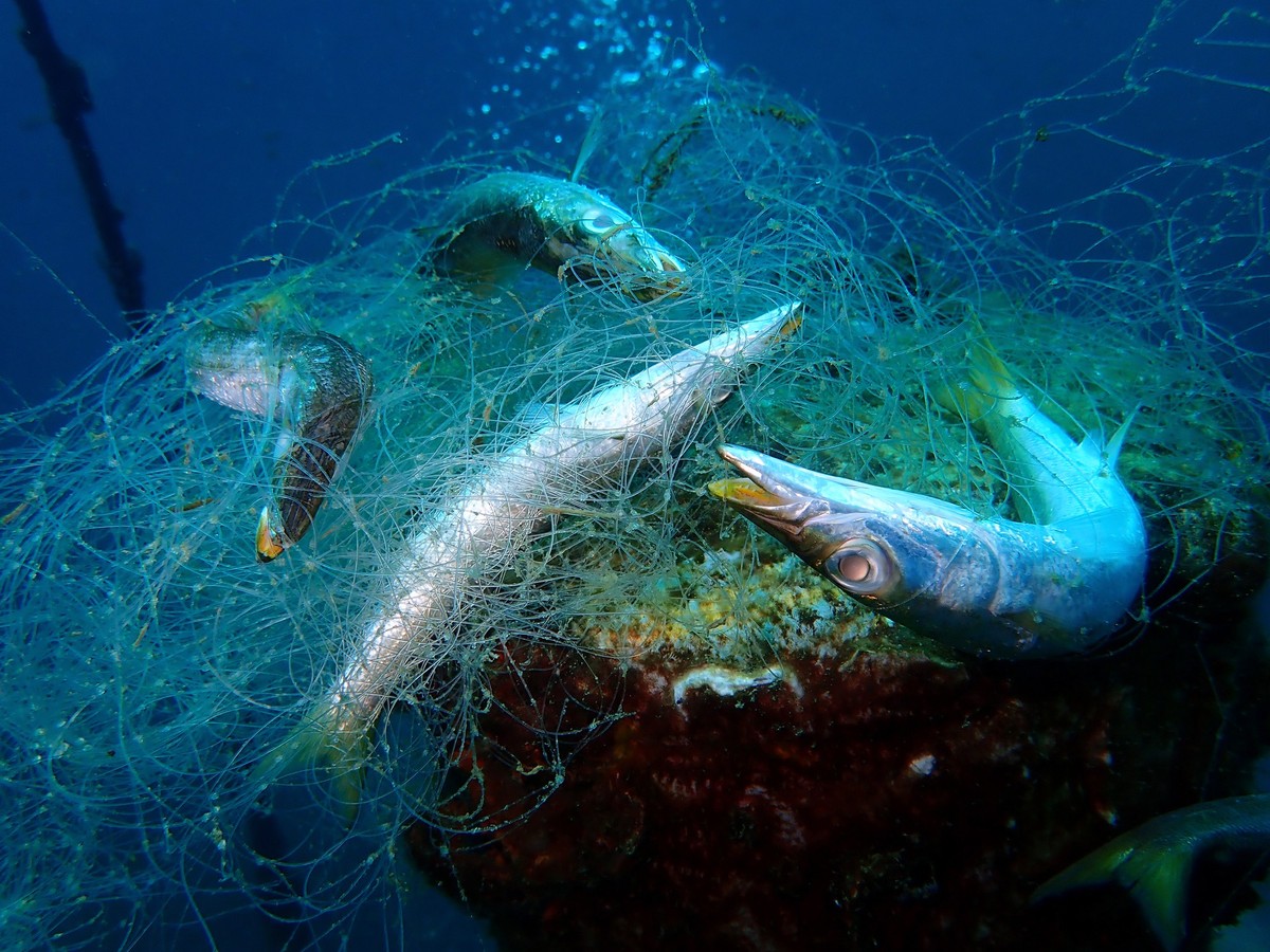 Ghost nets are fishing nets that have been left or lost in the ocean by fishermen. These nets, often nearly invisible in the dim light, can be left tangled on a rocky reef or drifting in the open sea.